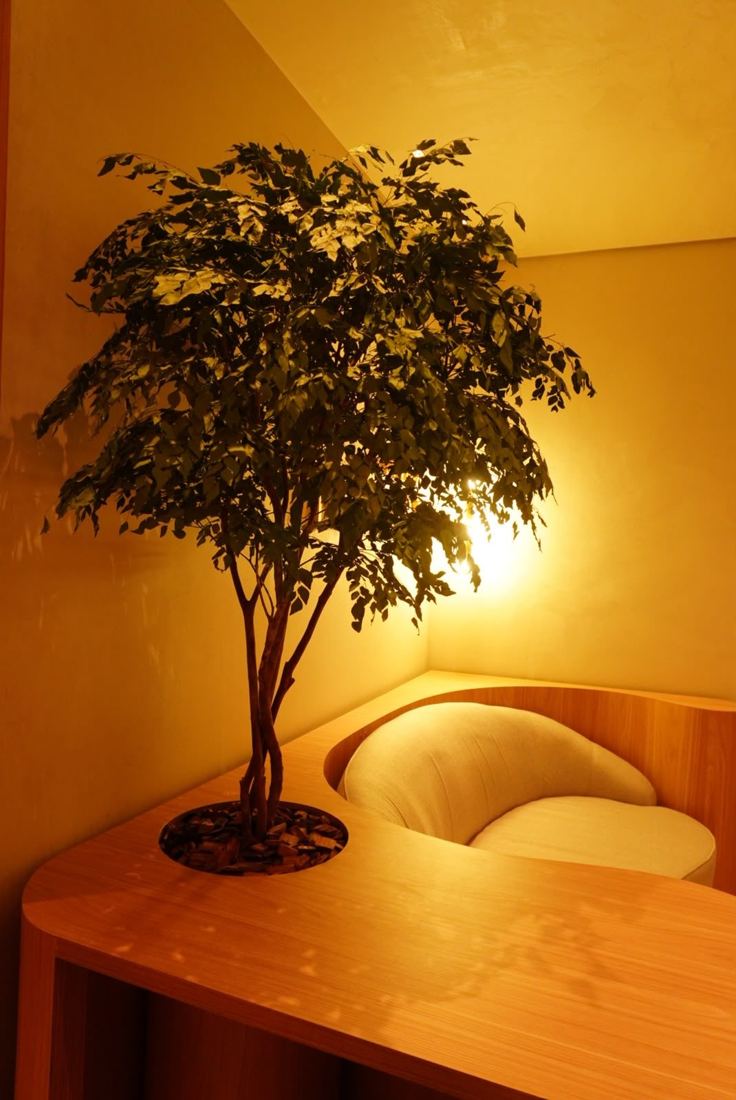 A árvore da recepção da Clínica Minora iluminada à noite, sobre o balcão de madeira